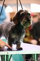 Crufts2011_2 1545